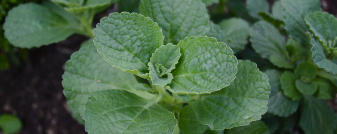 Is the Verpiss-Dich-Pflanze Poisonous? Unpacking Its Safety