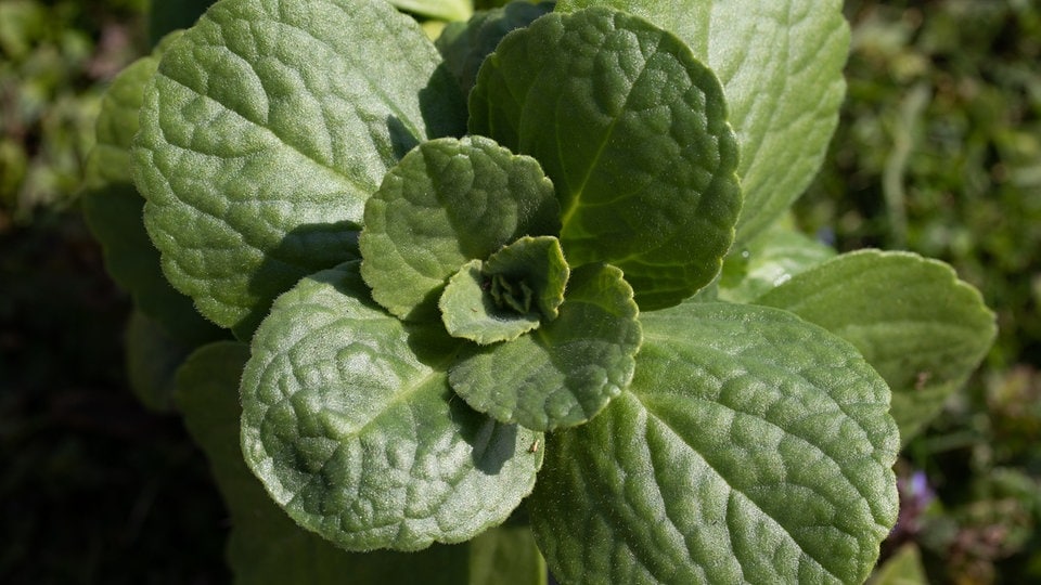 Verpiss-Dich-Pflanze: Planting, Care, and Effectiveness Guide